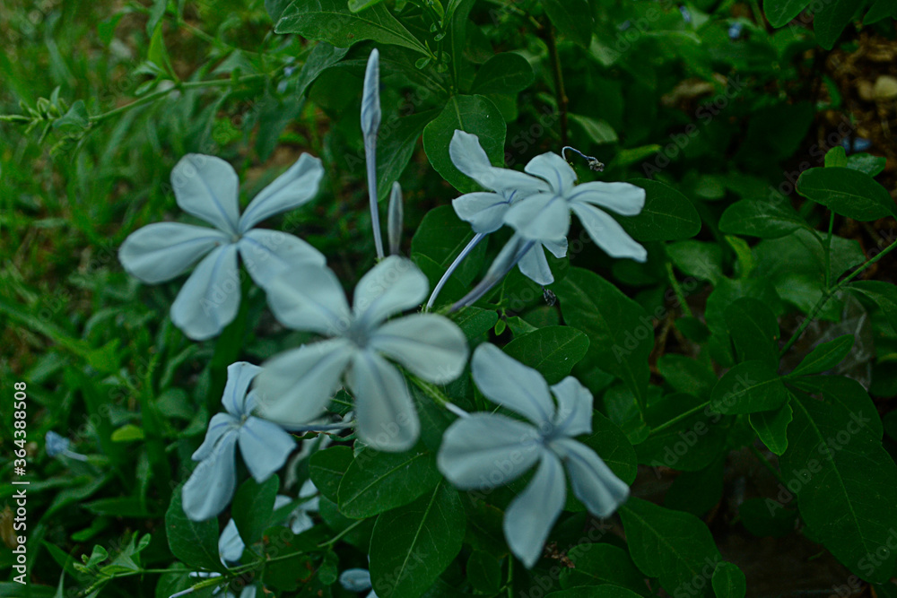 vinca rosea flower, tropical flowers of southeast asia vinca rosea flower, tropical flowers of southeast asia