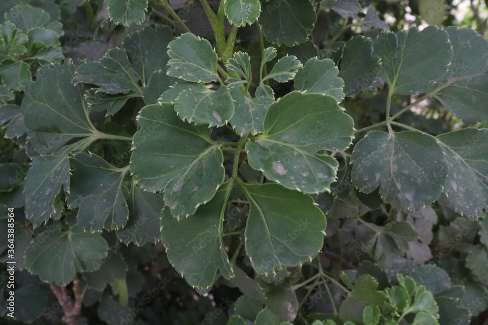 ivy leaves on a tree ivy leaves on a tree
