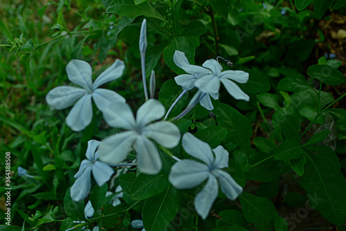 vinca rosea flower, tropical flowers of southeast asia