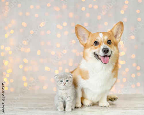 Pembroke welsh corgi dog and baby kitten sit together on festive background. Empty space for text