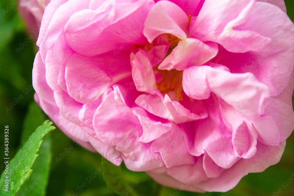 Pink Dogrose or Briar flower. Flowering rose hips of Briar eglantine canker-rose