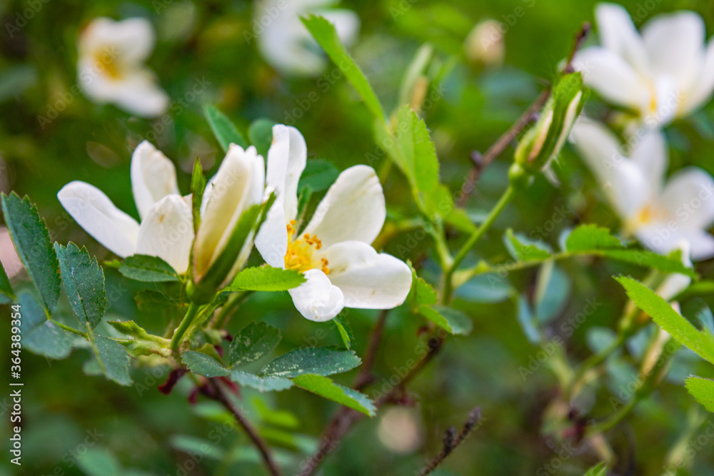 White Dogrose, Briar eglantine flowers. Wild Rose hips closeup