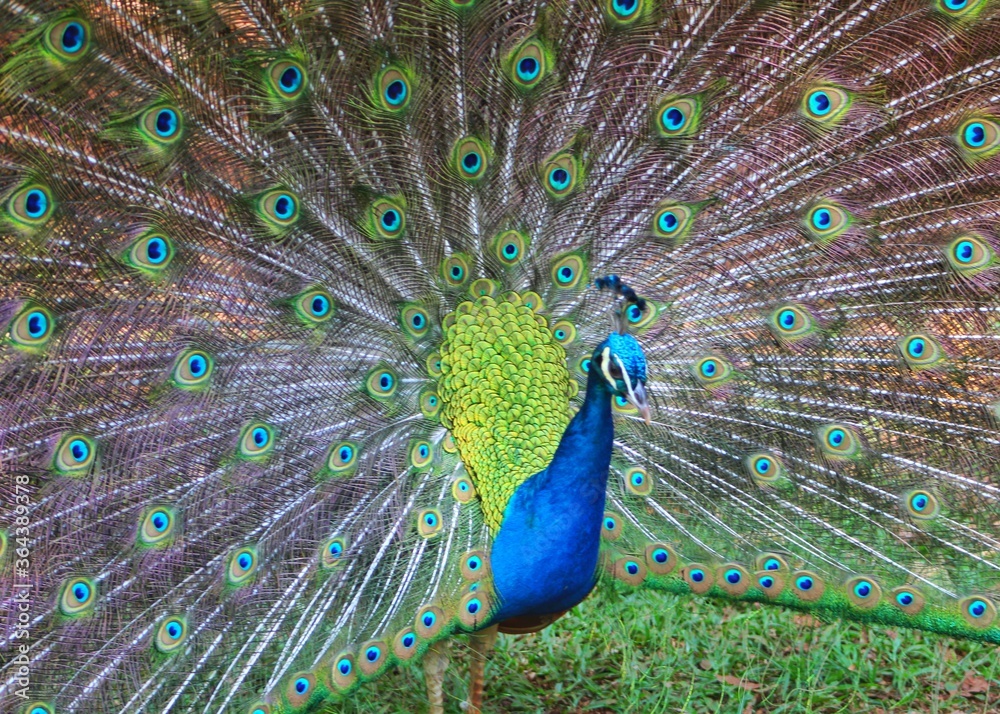 Naklejka premium peacock with feathers