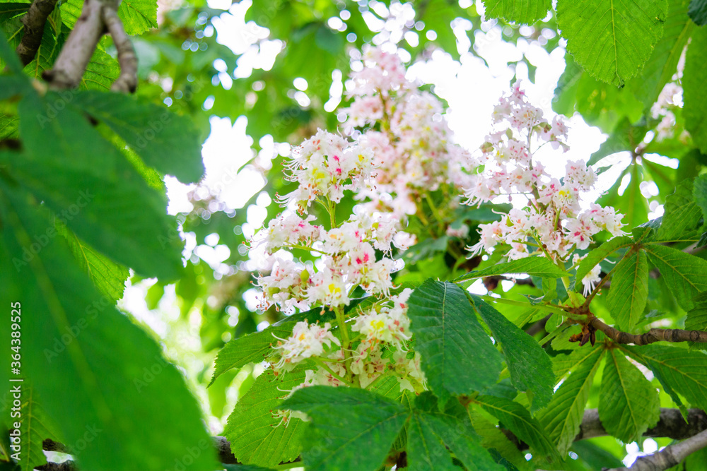 Foliage and flowers of Horse chestnut, Aesculus hippocastanum, Conker tree Foliage and flowers of Horse chestnut, Aesculus hippocastanum, Conker tree