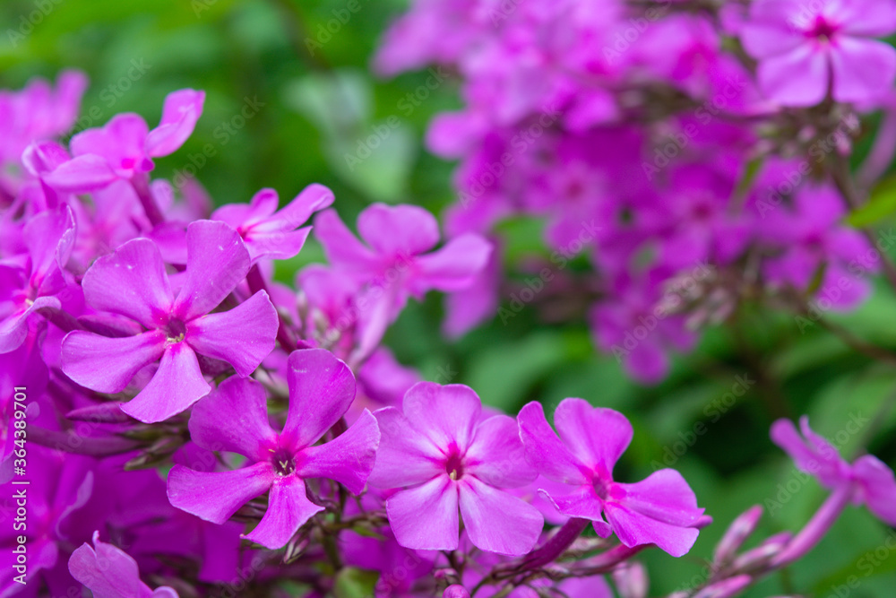 Garden purple phlox, Phlox paniculata, vivid and flavored summer flowers Garden purple phlox, Phlox paniculata, vivid and flavored summer flowers