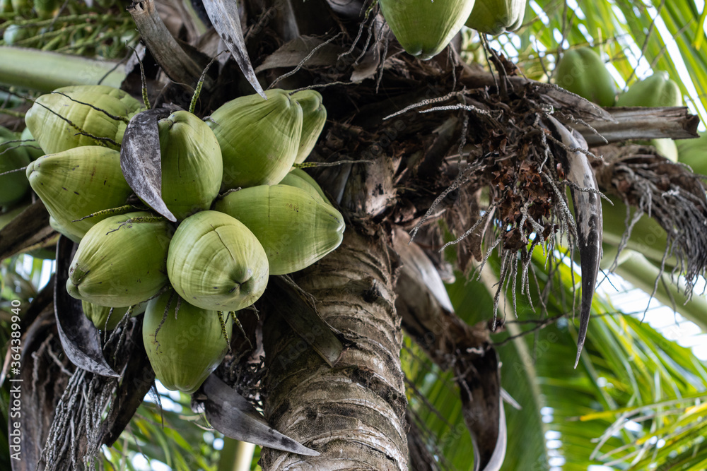 Imagem de baixo de um coqueiro
