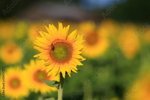 Sunflowers on a rural farm