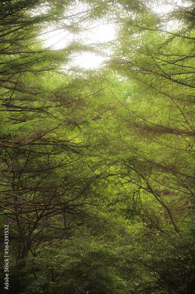 Fototapeta premium 針葉樹林