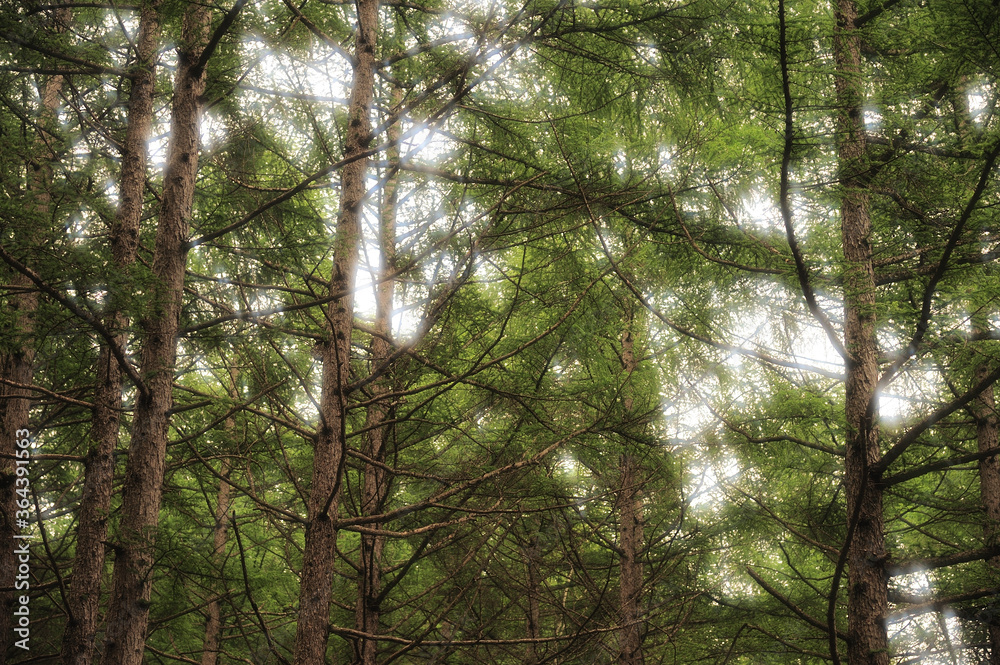 Fototapeta premium 針葉樹林