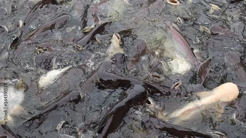 Group ofGroup of pangasius fishes gray and white are fighting for eating food from feeding giver in the river closeup. photo