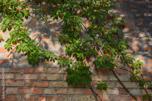 Green climbing vine weaves on an old brick wall  reflecting in the sun