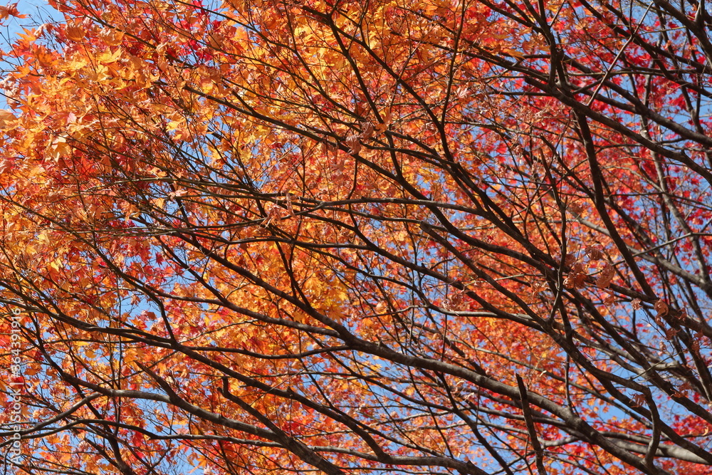 Beautiful red maples blazes brightly in sunny day before it falls for autumn, South Korea Beautiful red maples blazes brightly in sunny day before it falls for autumn, South Korea