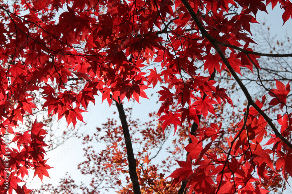 Beautiful red maples blazes brightly in sunny day before it falls for autumn, South Korea Beautiful red maples blazes brightly in sunny day before it falls for autumn, South Korea