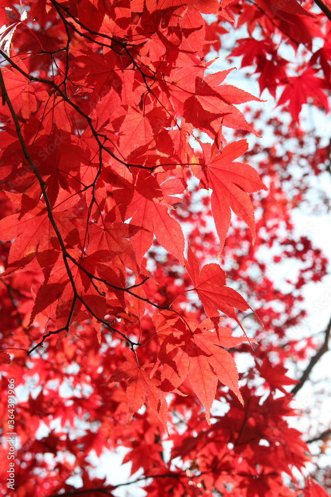 Beautiful red maples blazes brightly in sunny day before it falls for autumn, South Korea Beautiful red maples blazes brightly in sunny day before it falls for autumn, South Korea