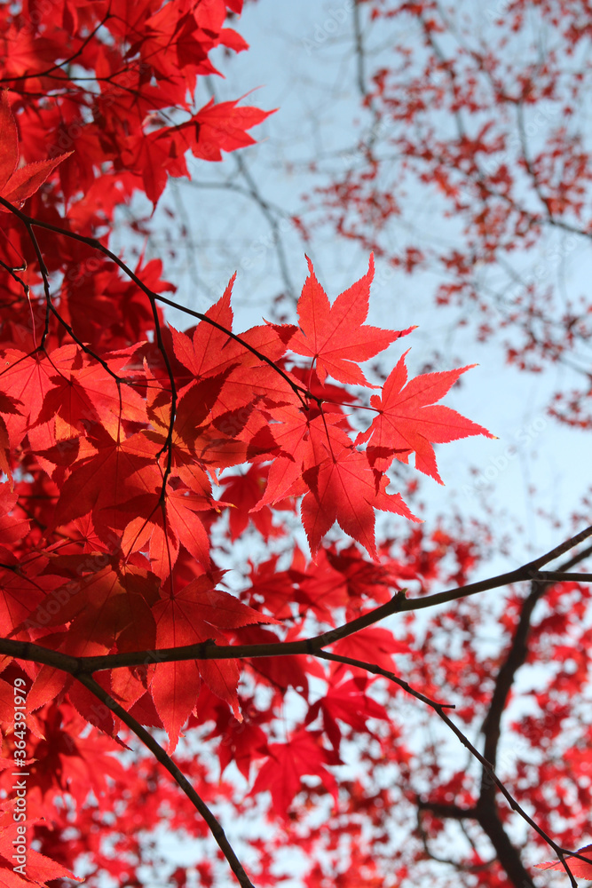 Beautiful red maples blazes brightly in sunny day before it falls for autumn, South Korea Beautiful red maples blazes brightly in sunny day before it falls for autumn, South Korea