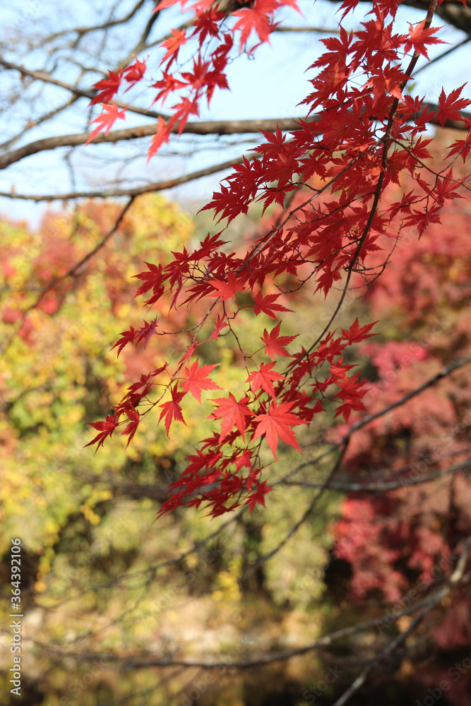 Beautiful red maples blazes brightly in sunny day before it falls for autumn, South Korea