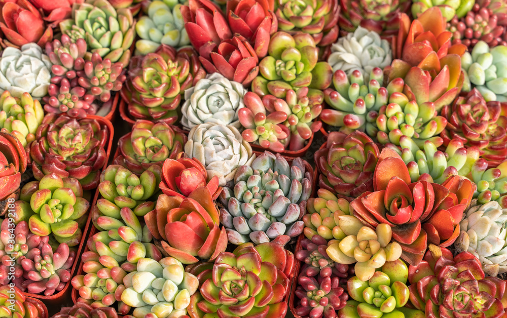 Miniature succulent plants (succulent cactus) at the garden Miniature succulent plants (succulent cactus) at the garden