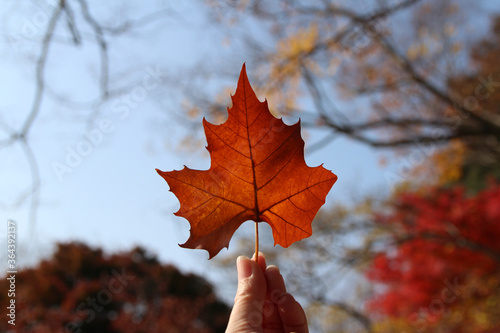 Beautiful red maple leaf in hand against the sun in autumn  South Korea