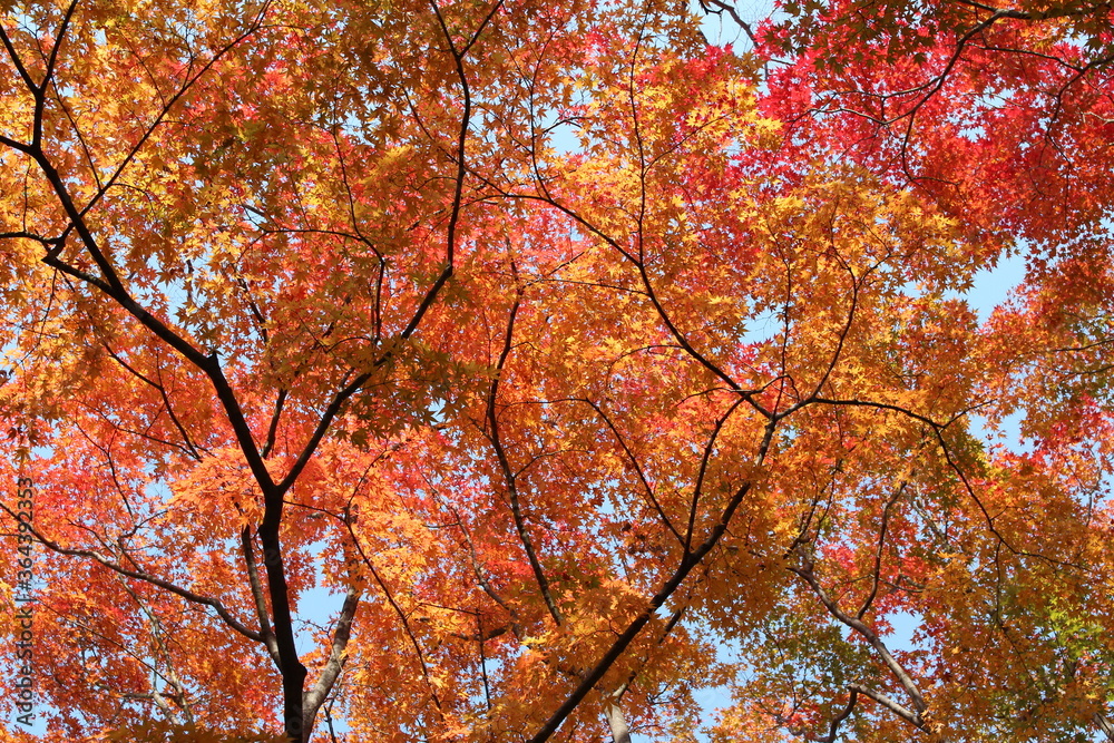 Beautiful mixed of green, yellow, orange and red maples blazes brightly in sunny day before it falls for autumn, South Korea