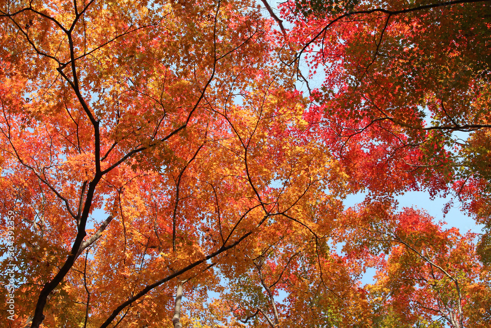 Beautiful mixed of green, yellow, orange and red maples blazes brightly in sunny day before it falls for autumn, South Korea Beautiful mixed of green, yellow, orange and red maples blazes brightly in sunny day before it falls for autumn, South Korea