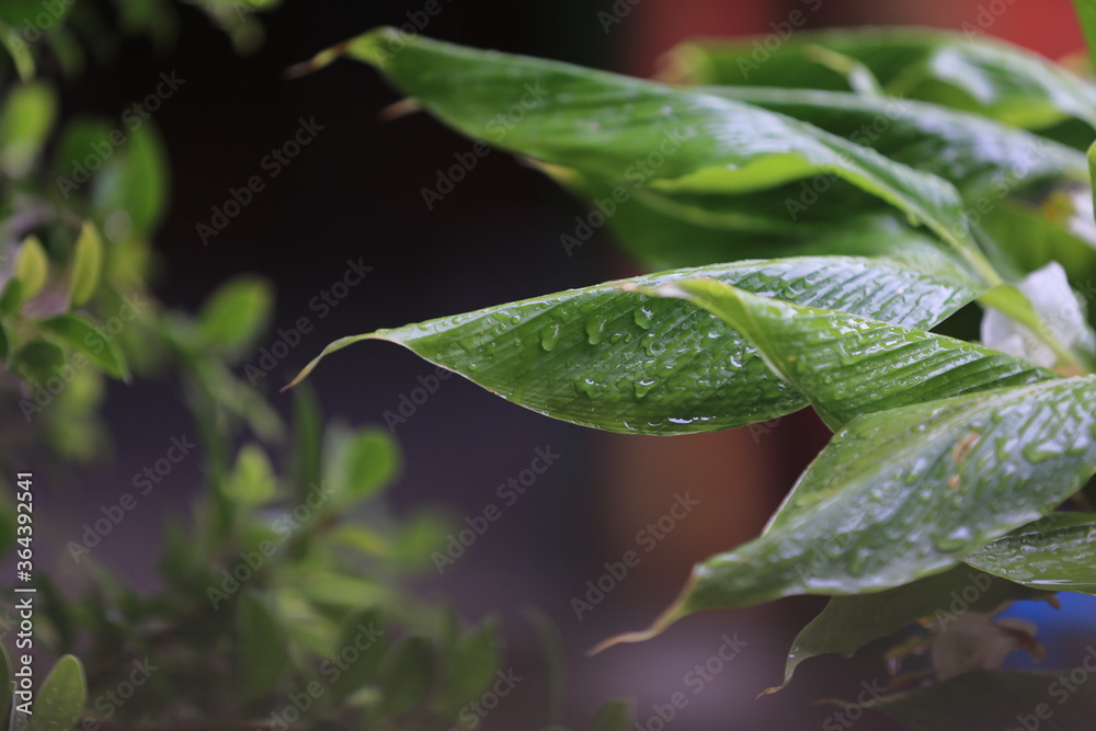 rain drops on a leaf rain drops on a leaf