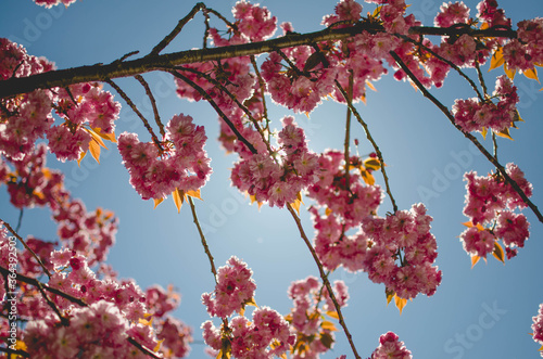 cherry blossom in spring