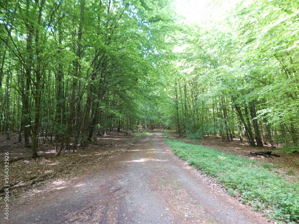Obraz premium road in the forest