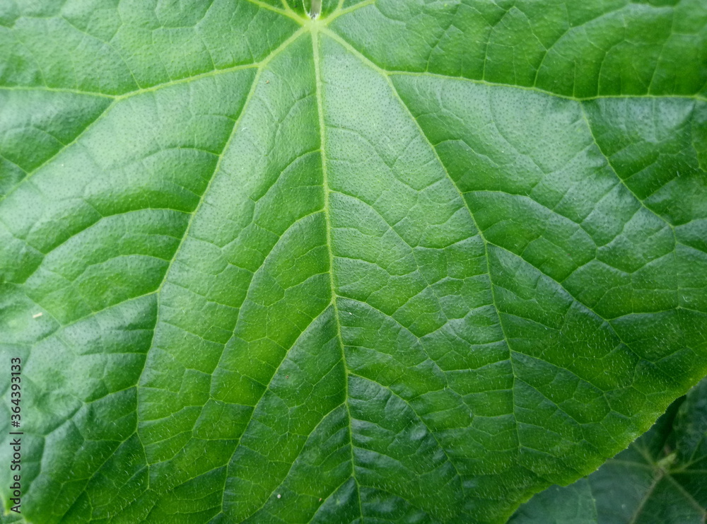 Obraz premium green leaf texture