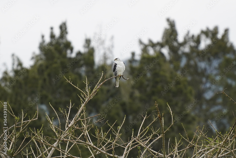 bird, nature, animal, white, egret, wildlife, beak, stork, water, nest, seagull, sky, flight, wild, blue, flying, feathers, wing, birds, heron, feather, gull, grass, wings, sea bird, nature, animal, white, egret, wildlife, beak, stork, water, nest, seagull, sky, flight, wild, blue, flying, feathers, wing, birds, heron, feather, gull, grass, wings, sea