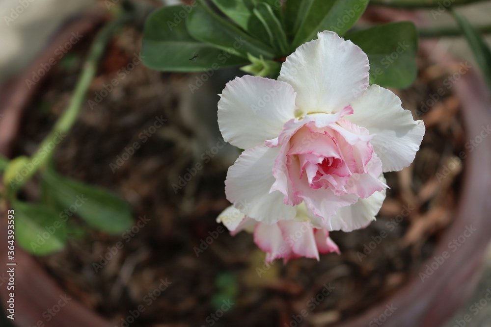 Adenium obesum flower blooming on green leaves background closeup. Is the name of a colorful plant of beautiful flowers is a plant that can be easily grown. 