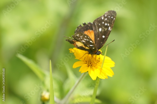 butterfly, flower, insect, nature, macro, monarch, summer, green, garden, beautiful, yellow, orange, beauty, animal, colorful, wildlife, wings, wing, plant, bug, spring, fly, flowers, black, color © gwendolyne