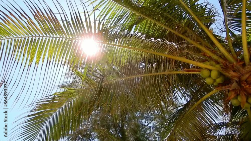 Sunlight shining through a palm tree in Thailand. Sunlight shining through a palm tree in Thailand.