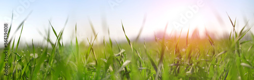 Lush green blades of grass with water drops on meadow close up. Fresh morning dew at sunrise. Panoramic spring nature background.