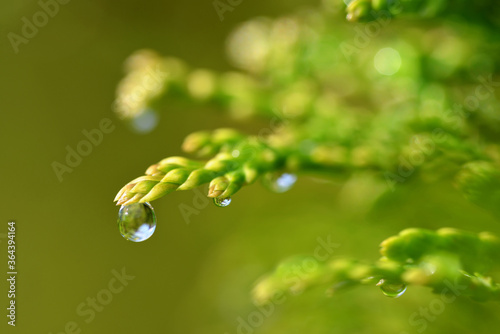 Rain drops on Thuja branch close up. Nature background.