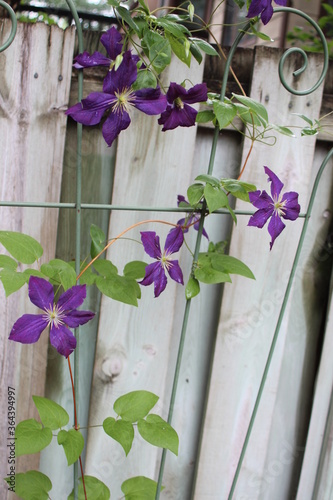 Clematis on Trelllis photo