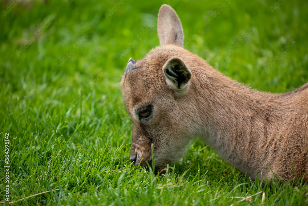 young markhor goat, Capra falconeri, close up portrait while sitting/grazing on grass during a sunny spring day.