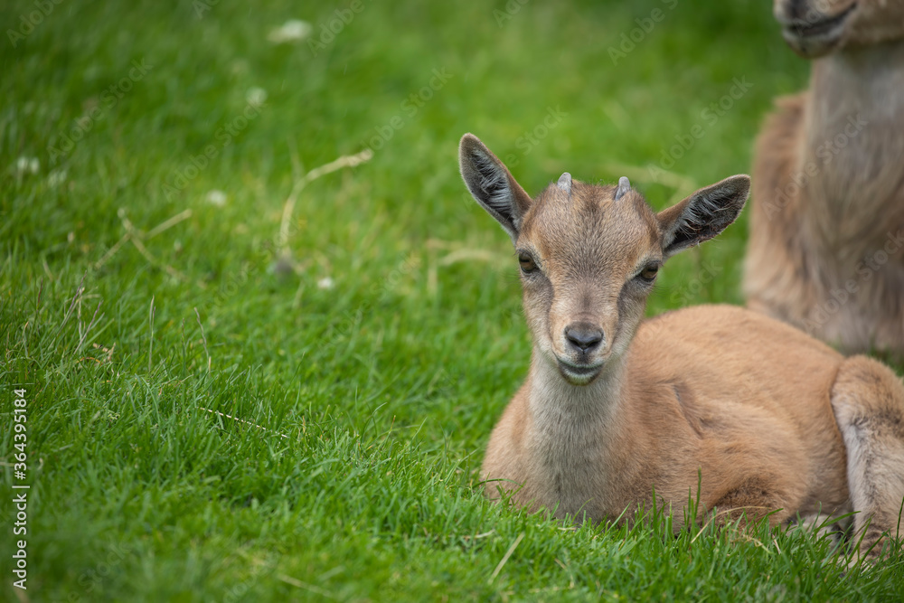 young markhor goat, Capra falconeri, close up portrait while sitting/grazing on grass during a sunny spring day.