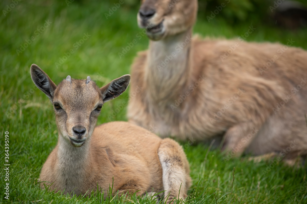 young markhor goat, Capra falconeri, close up portrait while sitting/grazing on grass during a sunny spring day. young markhor goat, Capra falconeri, close up portrait while sitting/grazing on grass during a sunny spring day.