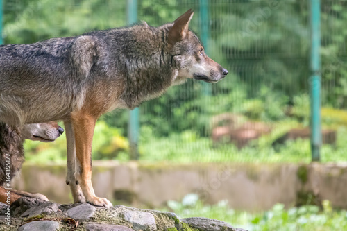 Gray wolf in the aviary. The wolf  Canis lupus