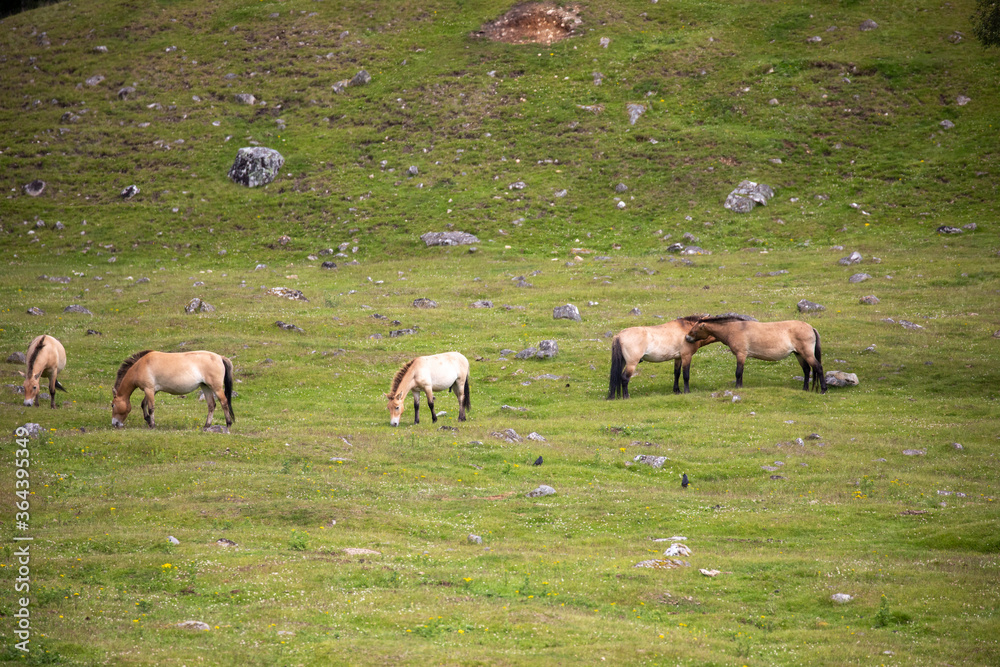 Przewalski's horse's, Equus ferus przewalskii, herding together eating on grassland during a sunny day in spring.