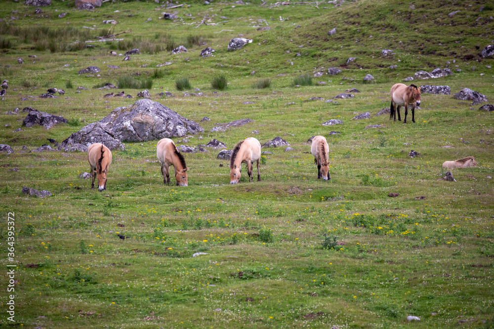 Przewalski's horse's, Equus ferus przewalskii, herding together eating on grassland during a sunny day in spring.