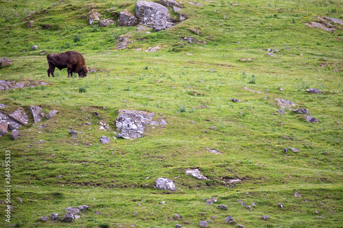 Obraz na płótnie european male bison, Bison bonasus, in distance grazing on grass with background during a sunny spring day. w salonie