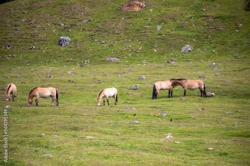 Obraz na płótnie Przewalski's horse's, Equus ferus przewalskii, herding together eating on grassland during a sunny day in spring. w salonie