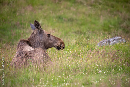 Obraz na płótnie European Elk, alces alces, cloe uo side portrait while resting in the long grass taken during spring. w salonie