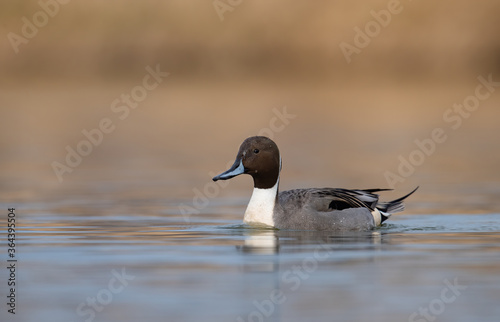 Northern Pintail in Canada 