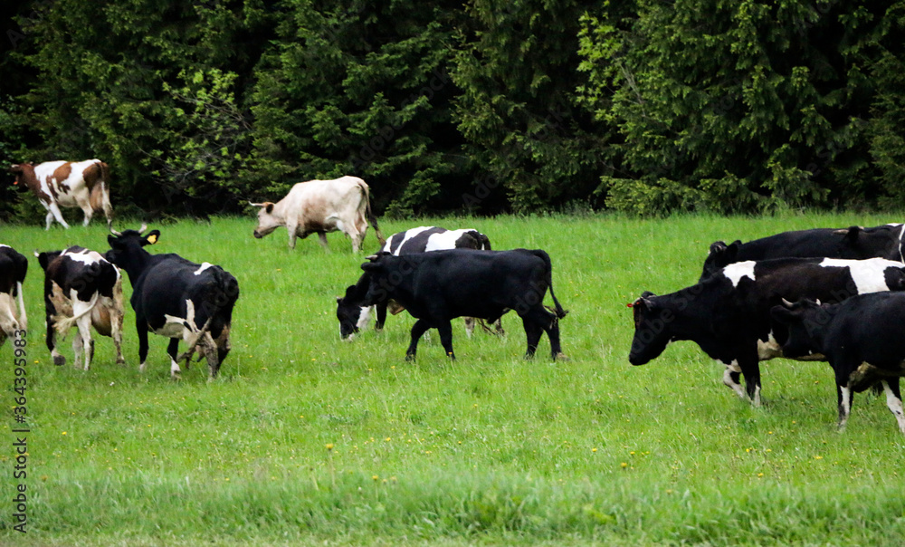 young dairy cows, go from pasture through green meadow along forest, with young gobies and heifers. young dairy cows, go from pasture through green meadow along forest, with young gobies and heifers.