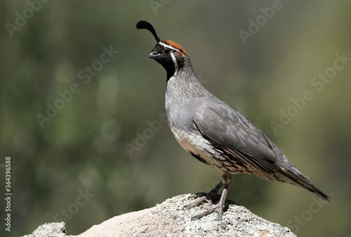 A male Gambels Quail finds a high point to stand watch as his family eats.