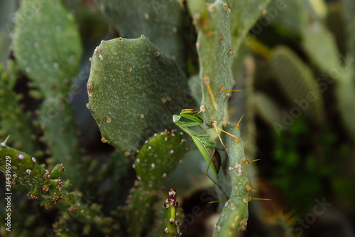 Green mantis is looking for prey on a cactus