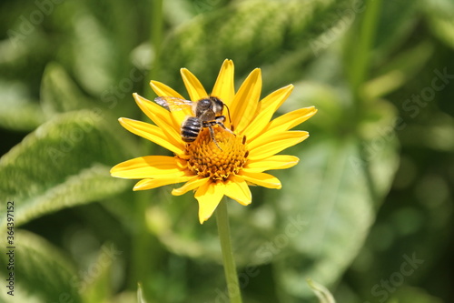 Bee On The  Flower, U of A Botanic Gardens, Devon, Alberta © Michael Mamoon