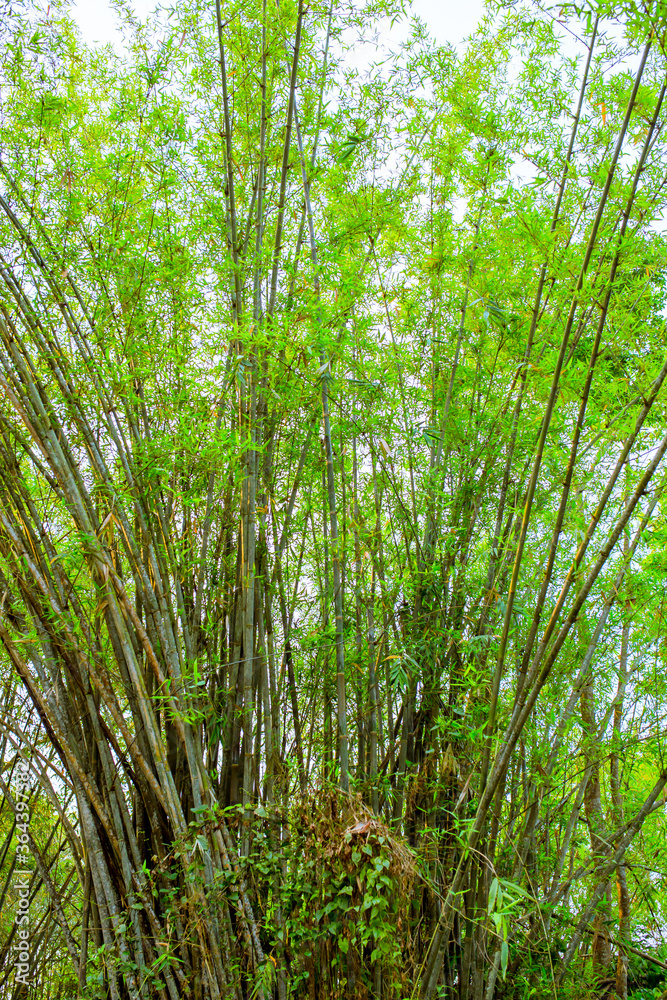 This tree is a lot of bamboo trees. This tree is a lot of bamboo trees.